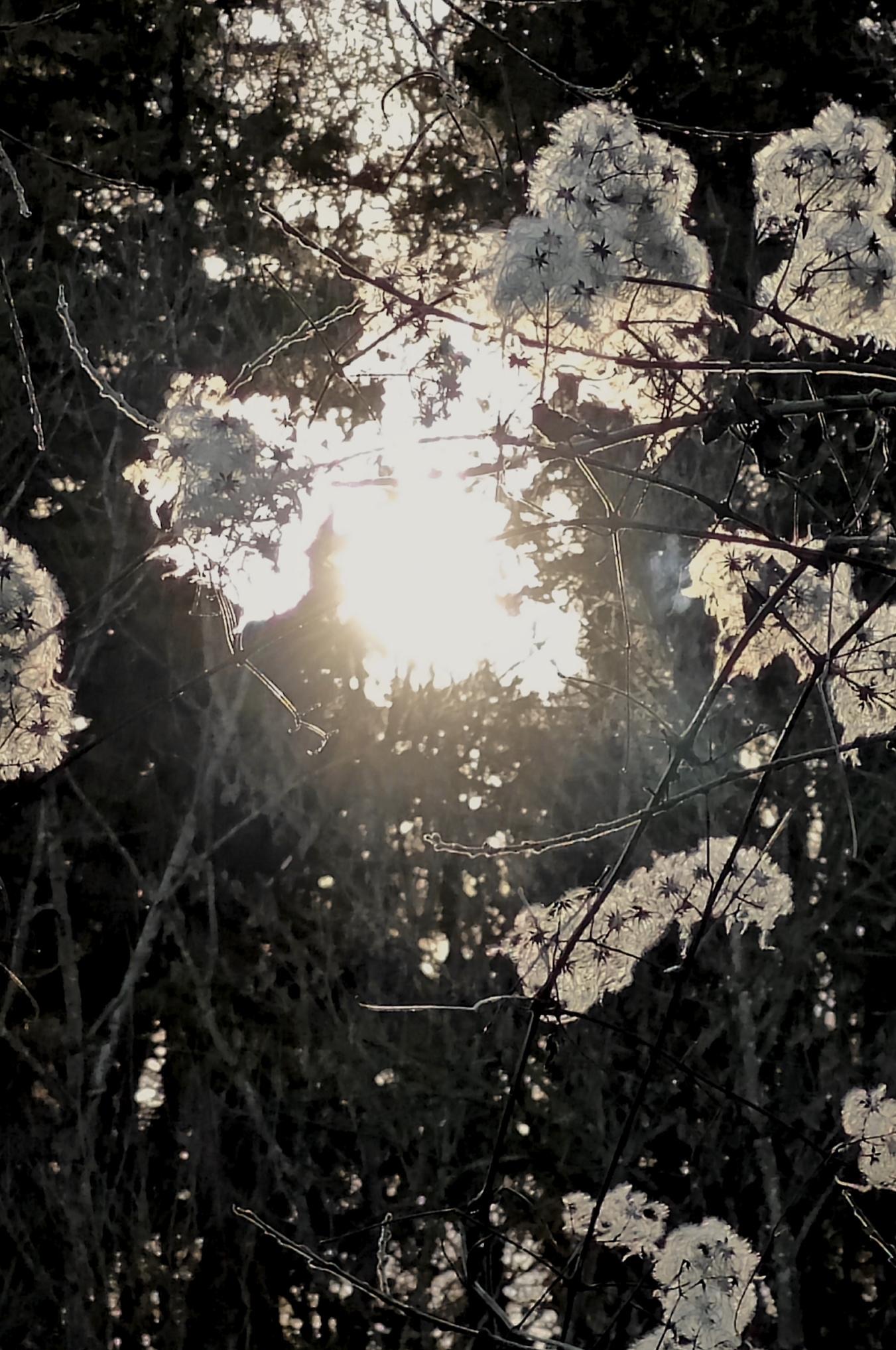 Zen.nl, Zen, meditatie, leren mediteren, foto